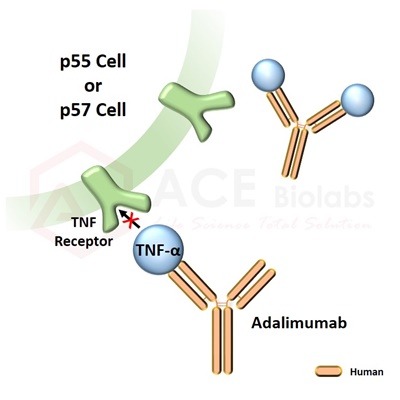 anti-TNF-alpha (Adalimumab)