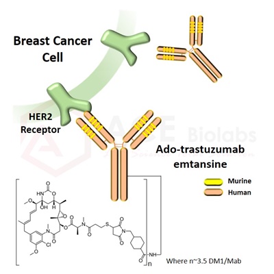 anti-HER2 (Ado-trastuzumab emtansine)