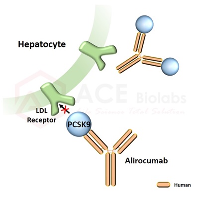 anti-PCSK9 (Alirocumab)