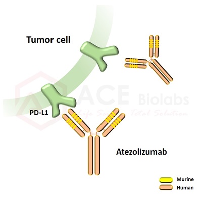 anti-PD-L1 (Atezolizumab)