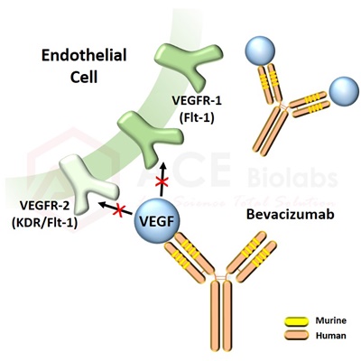 anti-VEGF (Bevacizumab)