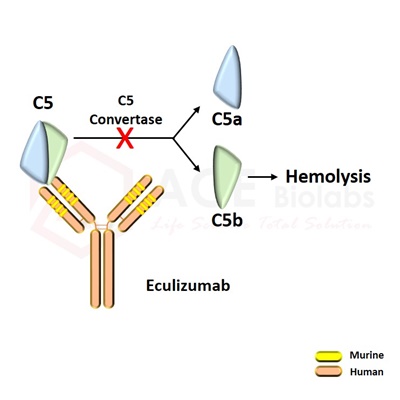 anti-Complement C5 (Eculizumab)