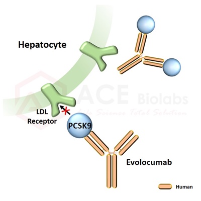 anti-PCSK9 (Evolocumab)