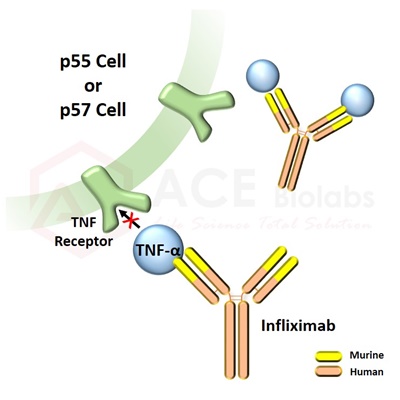 anti-TNF-alpha (Infliximab)