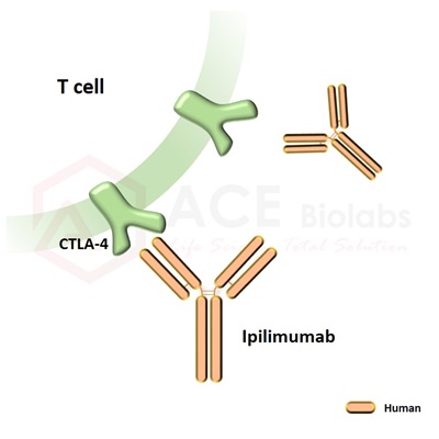 anti-CTLA-4 (Ipilimumab)