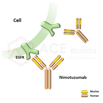 anti-EGFR (Nimotuzumab)