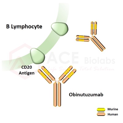 anti-CD20 (Obinutuzumab)
