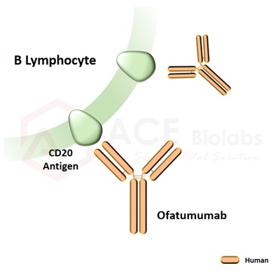 anti-CD20 (Ofatumumab)