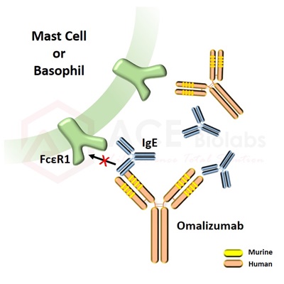 anti-IgE (Omalizumab)