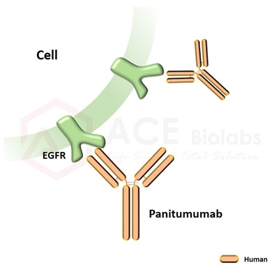 anti-EGFR (Panitumumab)