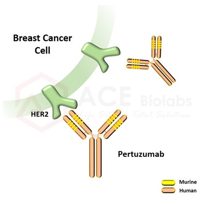 anti-HER2 (Pertuzumab)