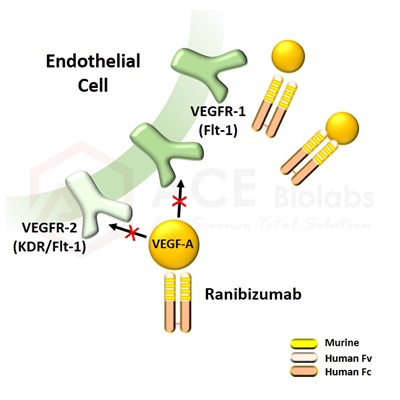 anti-VEGF-A (Ranibizumab)
