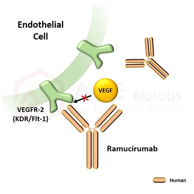 anti-VEGFR2 (Ramucirumab)