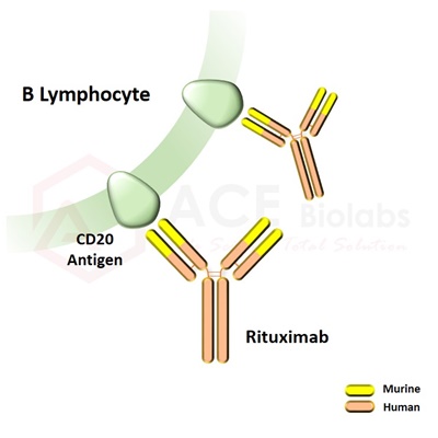 anti-CD20 (Rituximab)