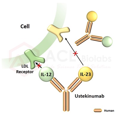 anti-IL-12 and IL-23 (Ustekinumab)