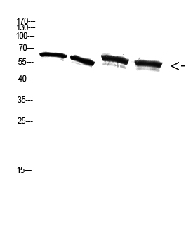 Phospho NFκB/p-NFκB p65 (Ser536) Polyclonal Antibody