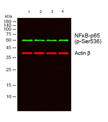 Phospho NFκB/p-NFκB p65 (Ser536) Polyclonal Antibody