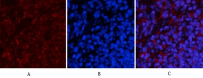 Phospho NFκB/p-NFκB p65 (Ser536) Polyclonal Antibody