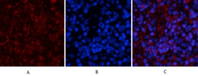 Phospho NFκB/p-NFκB p65 (Ser536) Polyclonal Antibody