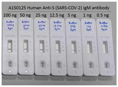 Human Anti-S (SARS-COV-2) IgM antibody (standard for immunoassay)