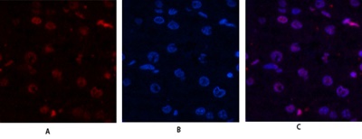 Histone H4 Polyclonal Antibody