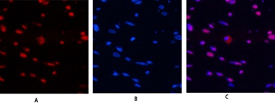 Histone H4 Polyclonal Antibody