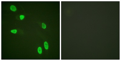 Histone H4 Polyclonal Antibody