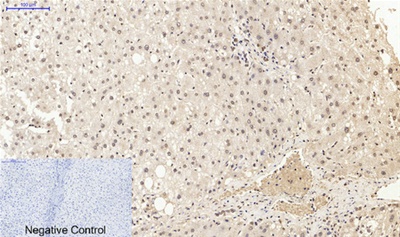 Histone H4 Polyclonal Antibody