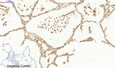 Histone H4 Polyclonal Antibody