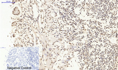 Histone H4 Polyclonal Antibody