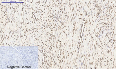 Histone H4 Polyclonal Antibody