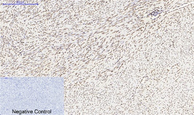 Histone H4 Polyclonal Antibody