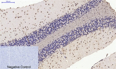 Histone H4 Polyclonal Antibody