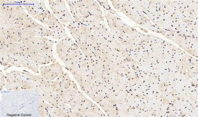 Histone H4 Polyclonal Antibody