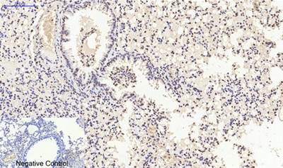 Histone H4 Polyclonal Antibody