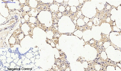 Histone H4 Polyclonal Antibody