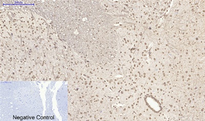 Histone H4 Polyclonal Antibody