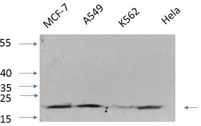 Histone H4 Polyclonal Antibody