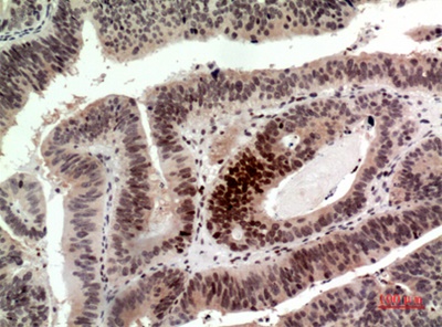 Histone H2A Polyclonal Antibody