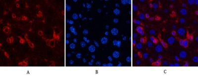 α-SMA Monoclonal Antibody(6A12)