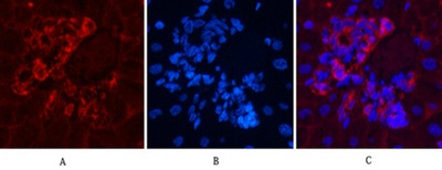 α-SMA Monoclonal Antibody(6A12)