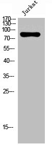 NOX5 Polyclonal antibody