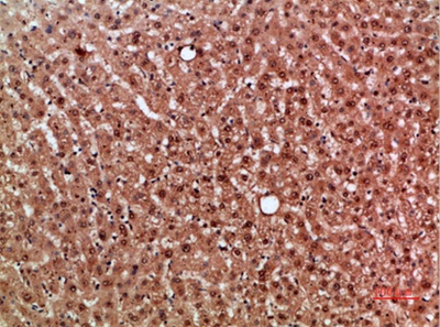 Mox1 Polyclonal Antibody