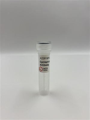 Cyclophilin D Polyclonal Antibody