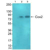 COX2/PTGS2 Polyclonal Antibody