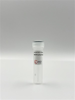 NOX4 Polyclonal Antibody