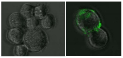 SARS-COV-2 Spike Monoclonal Antibody