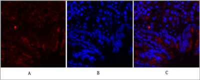 c-Fos Polyclonal Antibody