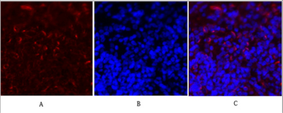 c-Fos Polyclonal Antibody