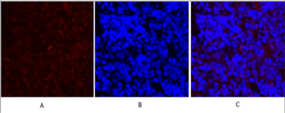 c-Fos Polyclonal Antibody